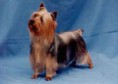 /album/galeria-de-fotos/australian-silky-terrier-jpg/
